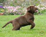 Labrador Retriever 9Y220D-029